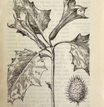 1905 Purple Thorn Apple Flower Print Pen &amp; Ink Lithograph Antique 6.75 x 3.75&quot; - £13.76 GBP