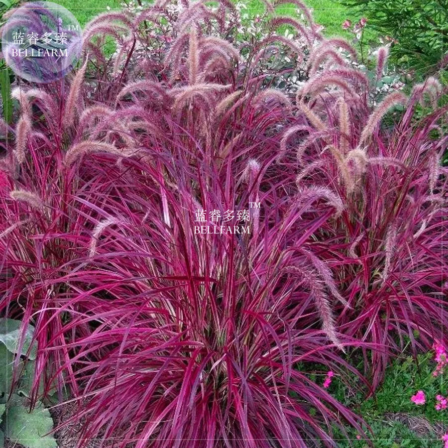 fresh BELLFARM Pennisetum setaceum Fireworks Fountain Grass Seeds, 50 seeds - £5.74 GBP