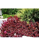 THJAR Red Dragon&#39;S Blood Sedum Succulent Seeds - $4.97