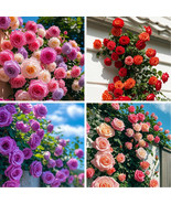 300+ Mixed Climbing Rose Seeds – Heirloom Garden Vines – Limited Offer - $34.67 CAD
