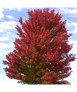 KKG Acer Manii Partial De Winged Man Maple Tree Seeds Vivid Fall Foliage... - $39.27 CAD