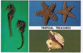 Florida Postcard Shells Tropical Treasures Seahorse Starfish Conch - £1.73 GBP