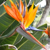 Orange Bird Of Paradise Strelitzia Reginae 10 12 Inch Tall Rooted Starter Plant  - £38.57 GBP