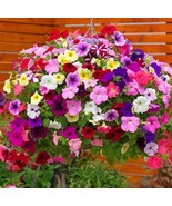 FMG Petunia Seeds Best Hybrid Mixed Rainbow Color Bonsai Hanging Basket ... - $14.08