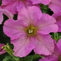 Petunia Sophistica Twilight Petunia Seeds 15 Pelleted Flower Seeds Fresh Gardeni - $17.75