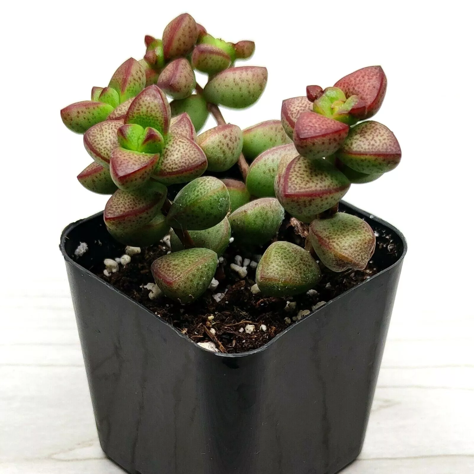 Succulent Plant - Crassula Rupestris Monticola - Live Plants In 2&quot; Pot - $17.20