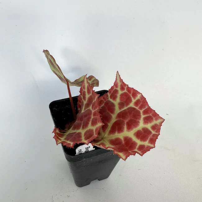 LWS Begonia Rajah 3 Until 4 inch Fast Shipping - $99.98