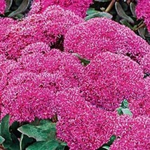 50 Sedum Emperor&#39;S Wave Perennial Flower Seeds Carmine ColorFrom US - $8.35