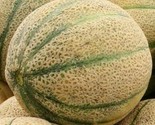 Cantaloupe Seeds Hales&#39;S Best Jumbo 50 Summer Garden Vine Fruit Fast Shi... - $8.99