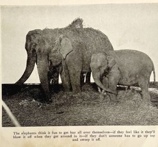 1930 Betty Bell Circus Print Elephant  Antique Carnival Ephemera 8 x 5 - £23.91 GBP