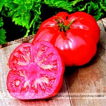 Russia Pink Giant Tomato Seeds Professional Pack 100 Seeds Pack Delicious Succul - £5.41 GBP