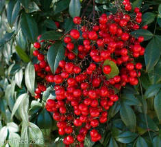 Ardisia Crenata Christmas Coral Berry Ornamental Tree,12 Seeds - £8.22 GBP
