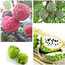 Annona Muricata Fruit Seeds Soursop Graviola Mixed Fresh Garden - £6.17 GBP