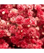 JGBO 100 Crimson Red Carmine Baby&#39;S Breath Seeds Non GMO 1270 Seeds Catalog - $8.62