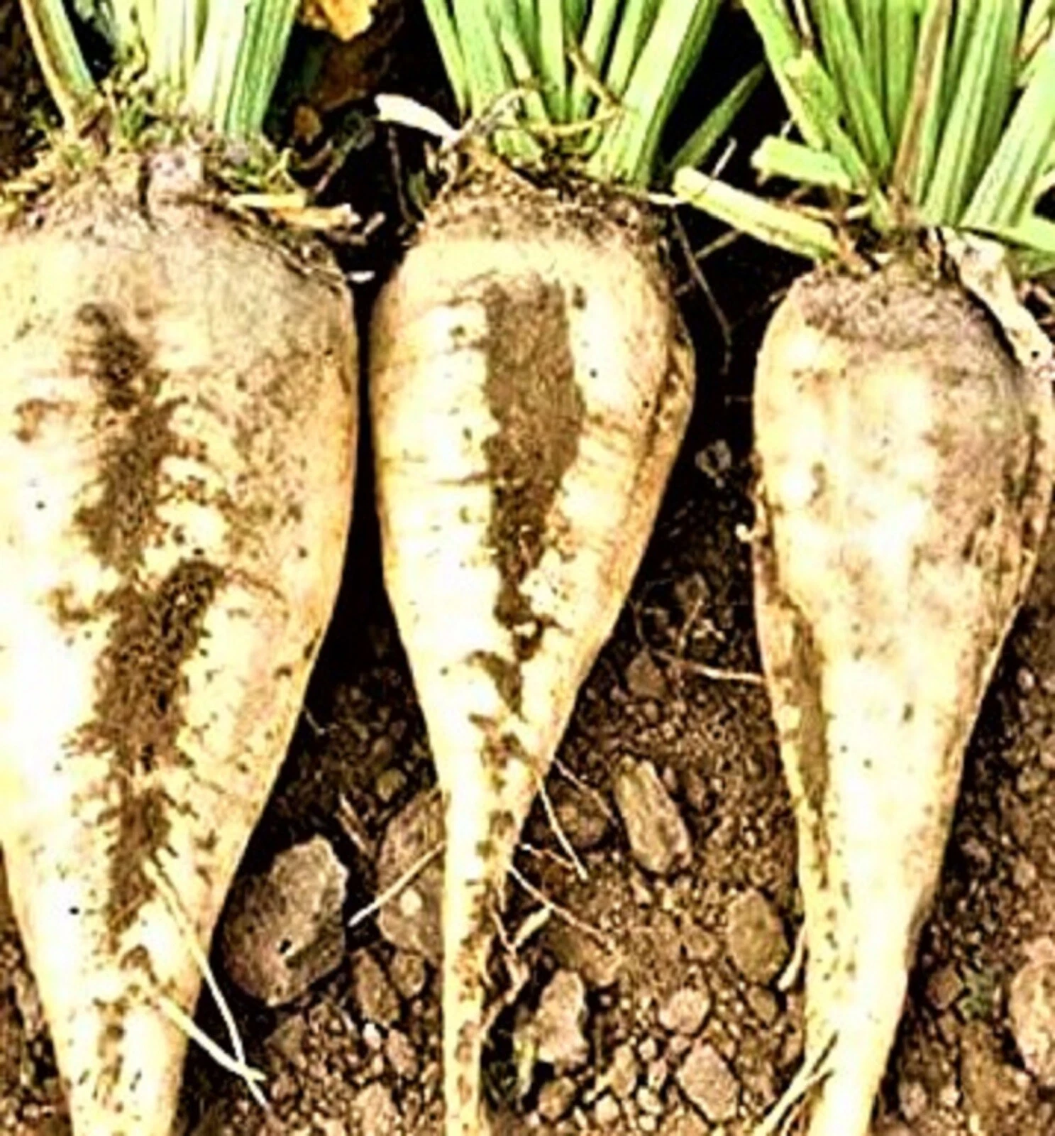 Sugar Beet Seeds 50+ Seeds NON-GMO   - $8.34