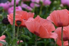 Poppy - Papaver Orientale-Hybr. - Pizzicato Mix Seed - $7.08