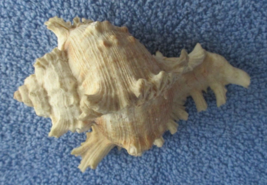 VINTAGE 5&quot; x  3 1/2&quot; SPIKED HORNED CONCH SHELL - £10.14 GBP