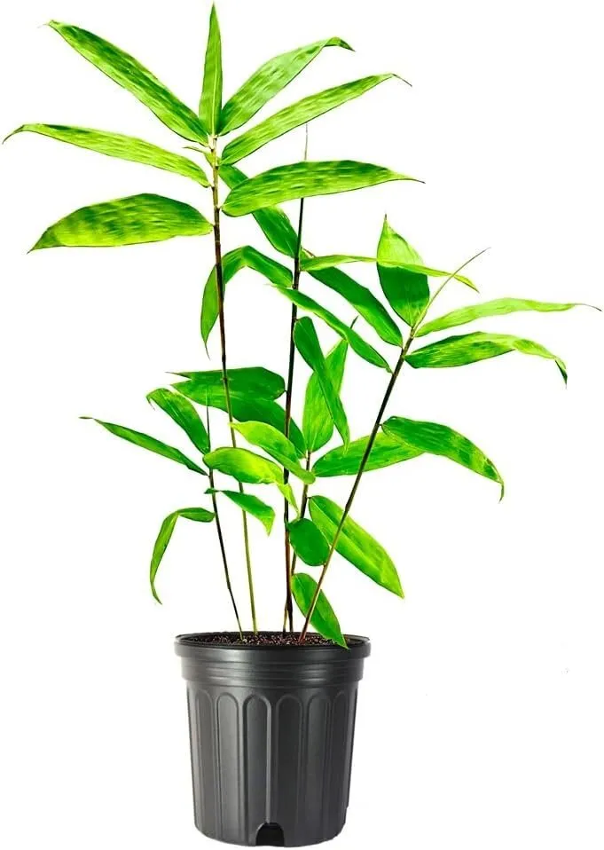 Dendrocalamus Asper Bamboo Live Plants Fast-Growing Giant Bamboodeal - £63.88 GBP