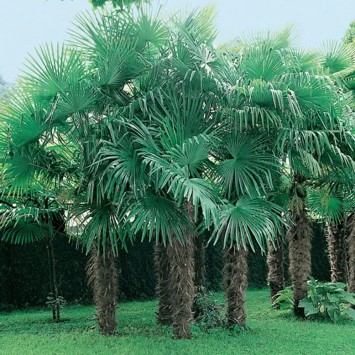 Windmill Palm Tree 18-36&quot; Tall Live Plant 3 Gallon Trachycarpus fortunei - £101.28 GBP
