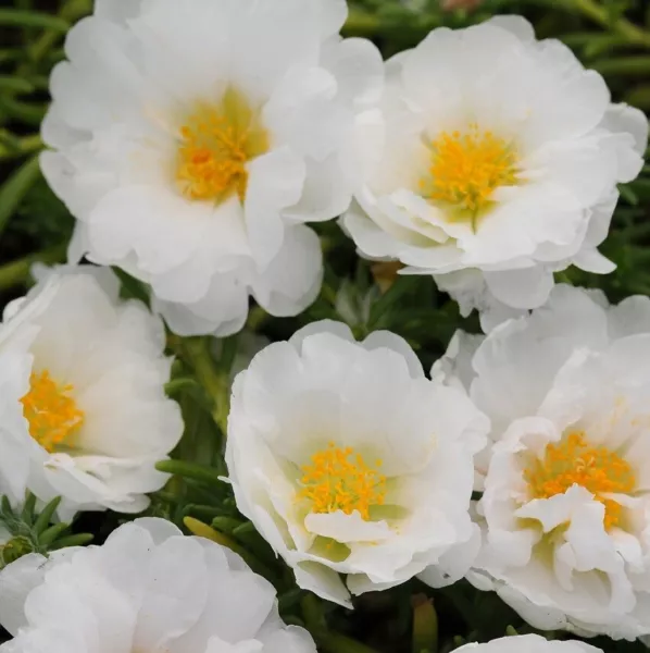 Portulaca Seeds Portulaca Happy Trails White 50 Multi Pelleted Seeds Perennial F - £15.45 GBP
