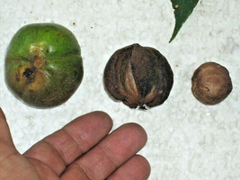 USA Seller 5 Shagbark Hickory Nuts Carya Ovata Free Shipping - $16.40