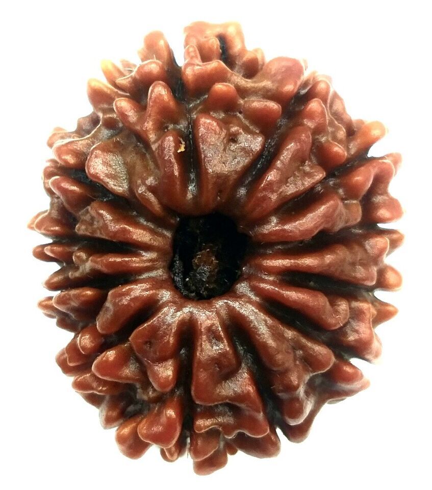 12 Mukhi Rudraksha / Collector Twelve Face Rudraksh - Nepal - IGL Certified - $151.24
