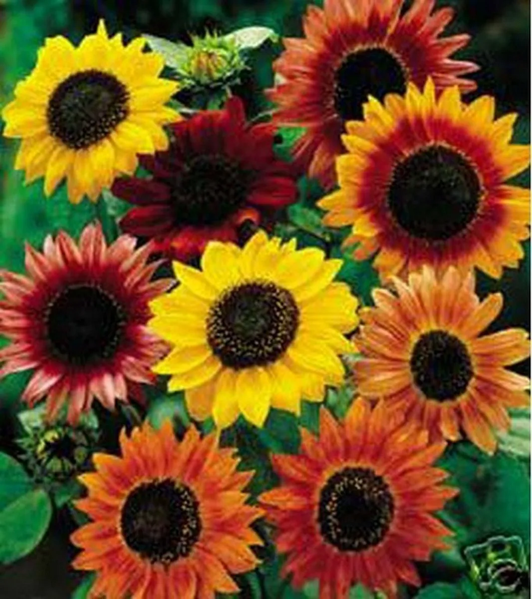 100 Seeds Sunflower Autumn Beauty Mix Seller USA - $9.85