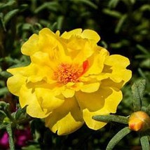 GIB Moss Rose Portulaca Yellow 200 Seeds - $9.00