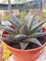 Gasteria Flow  (4&quot; Pot) - £8.64 GBP