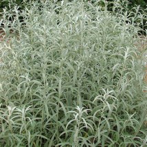 300 Prairie Sage White Sagebrush Seeds Wildflower Fragrant Smudging Cold Heat Dr - $11.00