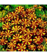 VN 100 Seeds French Marigold Court Jester Harlequin Home Garden Seeds - $9.60