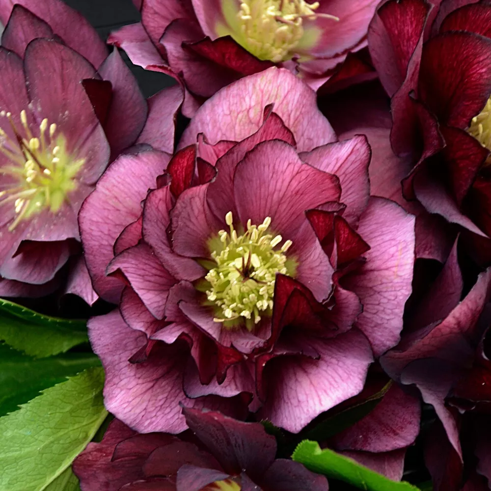 Hellebore &#39;True Love&#39; Well Rooted 5.25 Inch Pot Perennial Plant Winter B... - $41.70