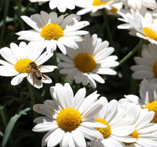 BPA Ox Eye Daisy Flower Seeds 500 Perennial Bees Butterfly Garden From US - £7.18 GBP