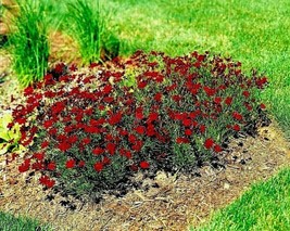 2000+Dwarf Red Plains Coreopsis Seeds Native Wildflower Drought Heat Pol... - $9.26