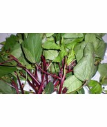 Gongura Red Stem Jamaican Sorrel Pulichakeerai Ambaadi 50 Seeds Beautifu... - $10.18