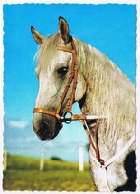 Postcard Animal White Horse Head - £3.10 GBP