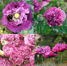 Us Seller Poppy Violetta Blush Pink/Purple Large Blooms Tall Pollinators Non-GMO - £5.17 GBP