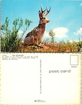 The Jackalope Jack Rabbit with Antlers Humor Comical Funny Vintage Postcard - £7.51 GBP