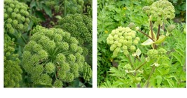 300 Seeds! Angelica Holy Ghost Biennial Culinary Licorice Fragrant - £21.23 GBP