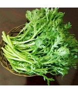 Fresh 50000 Rau TầN Ô-CảI Cúc Tong Ho Seeds; 中切葉茼蒿 Medium Serrated Shung... - $49.90