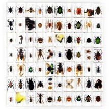 40 Pcs Insect in Resin Specimen Bugs Collection Paperweights Real Insect lot - £75.03 GBP