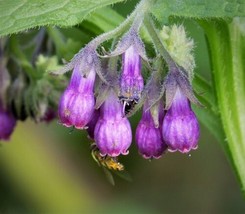 30 True Comfrey Seeds  Symphytum Officinale  Traditional Medicinal Plant From US - £11.79 GBP