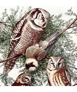 Saw Whet Owl And Other Types 1936 Bird Art Lithograph Color Plate Print ... - $56.04 CAD