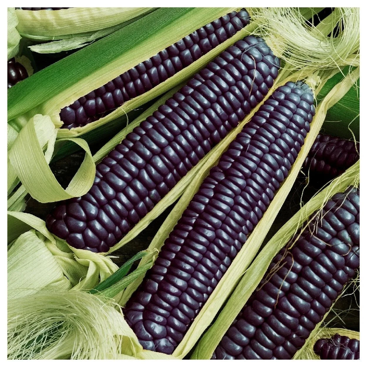 1/4 lb Hopi Blue Improved Ornamental Corn Seeds -Organic NON-GMO 2025 Se... - $32.14