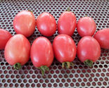 50 Seeds Phuket Egg Tomato Vegetable Garden - £7.73 GBP