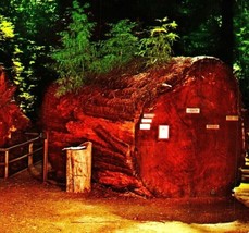 Vtg Chrome Postcard Richardson Grove State Park California Fallen Giant Redwood - £3.07 GBP