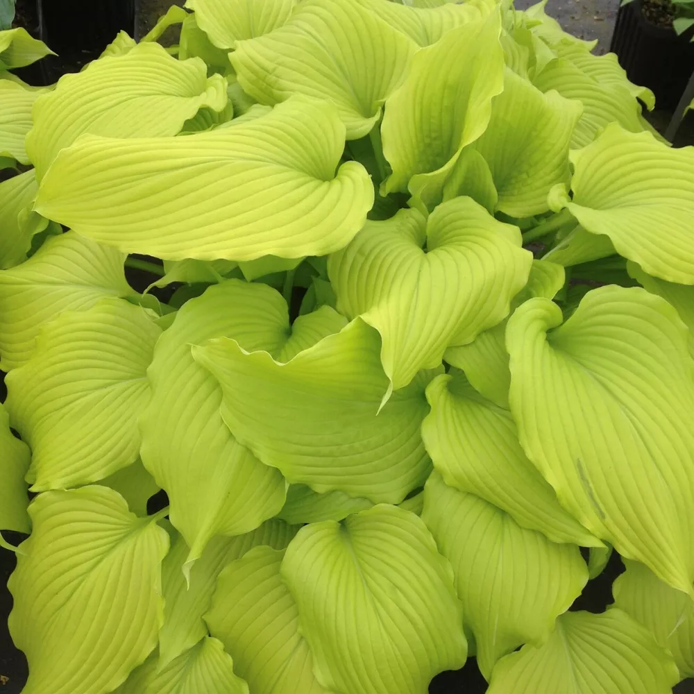 Hosta Dancing Queen Medium Yellow Disease Free 2.5&quot;  - $26.75