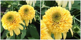 Echinacea &#39;lemon Drop&#39;&#39; - Coneflower - Starter Plant - HDY2 - £33.27 GBP