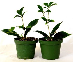 Sweet Olive Tree Osmanthus - Mature Hardy Easy to Grow Plants Fragrant Tea #NR - $27.99