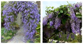 QUEENS WREATH Petrea volubilis Sandpaper Bluebird Vine Rooted STARTER Plant - $51.98
